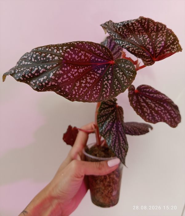 Piękna begonia maculata pink spot duża roślina