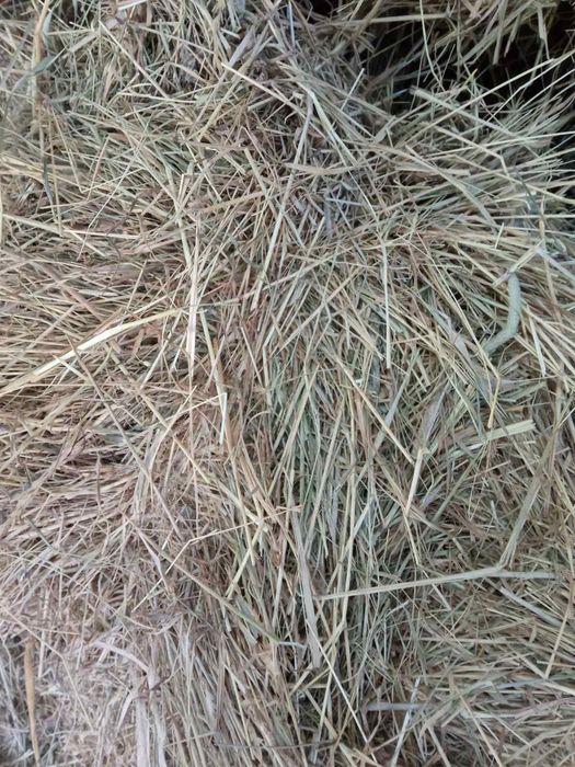 Продам сіно тюки.