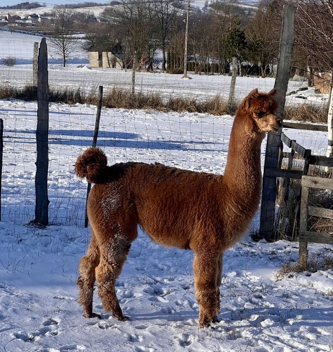 Na sprzedaż samice z 2024