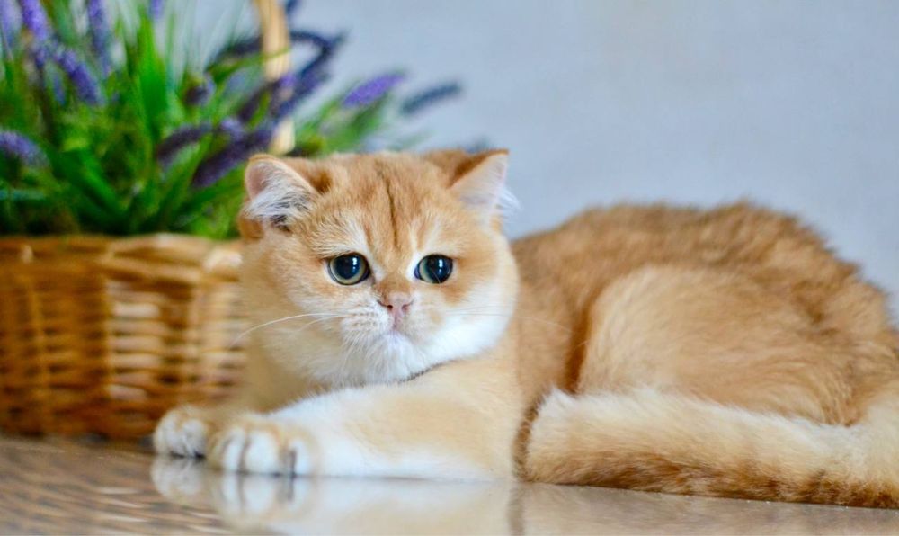 Британська золота шиншила bri by 11(12)