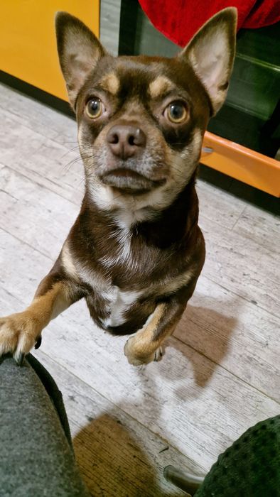 Чихуахуа   вязка