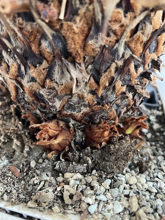 Цикас великий, 1,5м