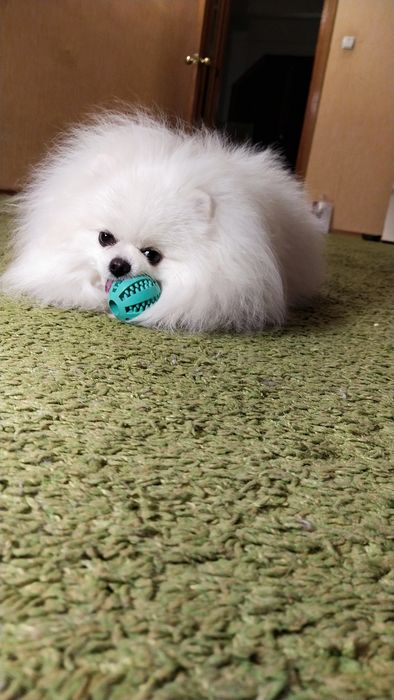 Вязка померанский шпиц