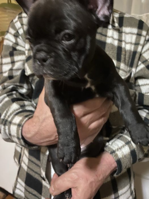 Bulldog frances