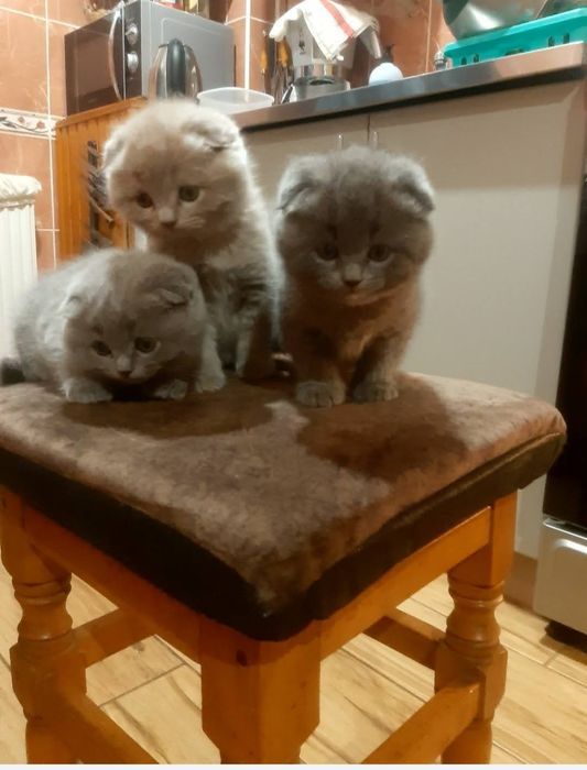 Продам Шотландських кошенят
