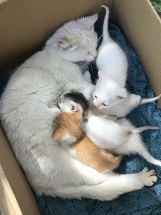 Віддам котенят у добрі руки