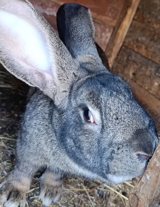 Кролі Фландер Шиншила