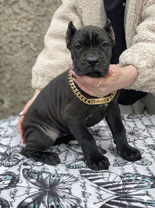 Wyjatkowy chlopak - American Bandog