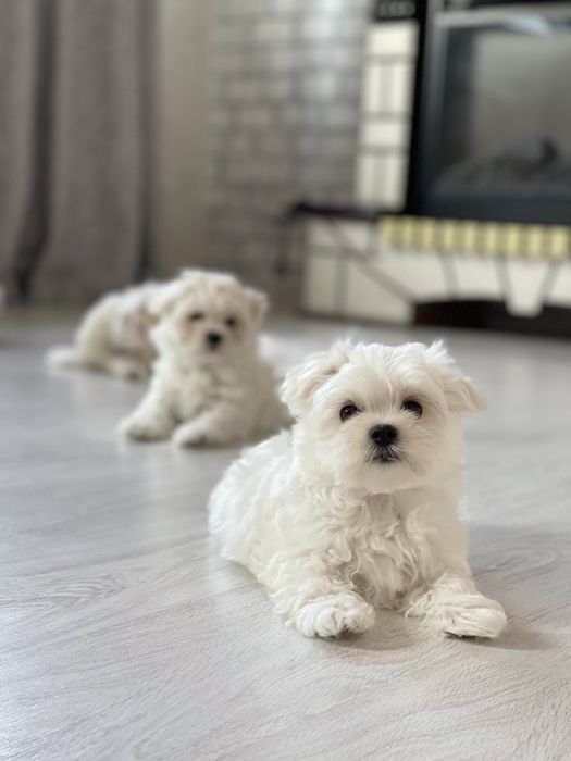 Малыш Мальтезе с документами