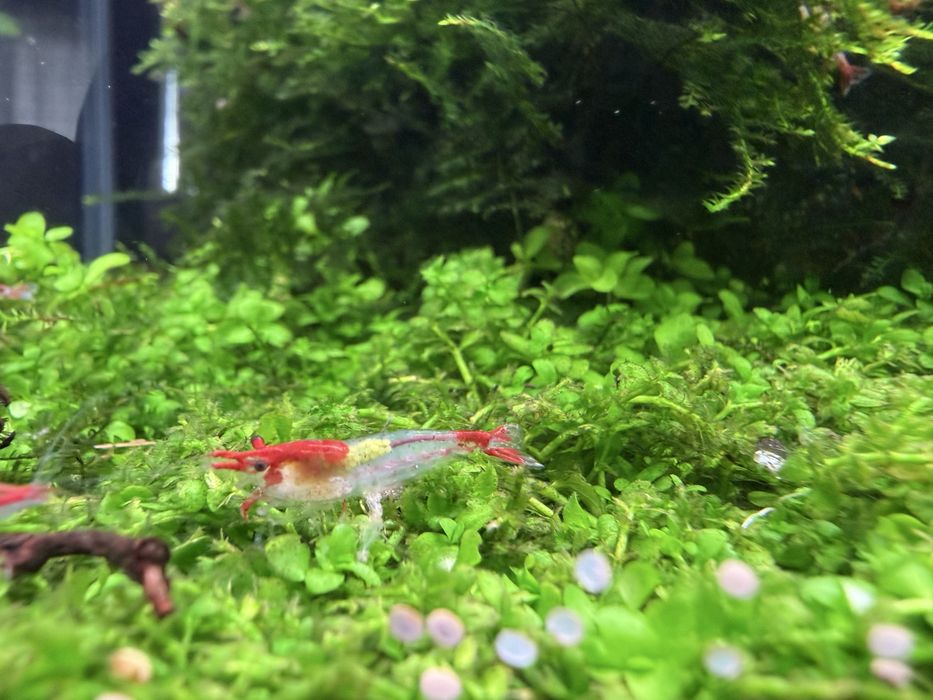 Krewetki  Red Rili