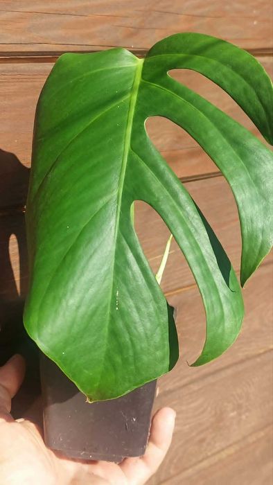 Monstera Sierrana Hawajska.