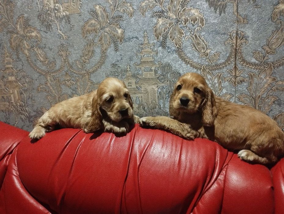 Дві дівчинки англійських кокер спаніелів