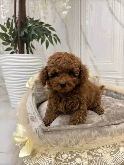 Красоточка той пудель.