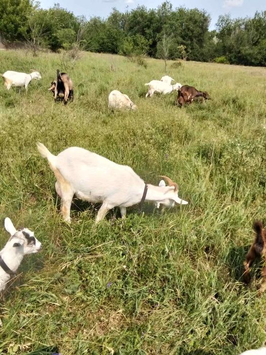 Продаються дойні кози