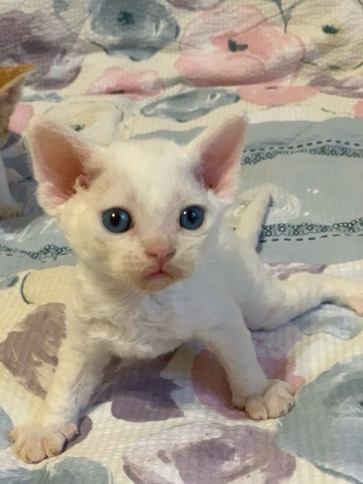 Кошеня Девон рекс