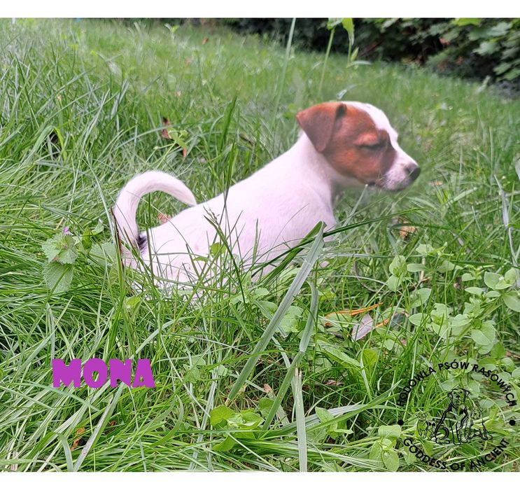Jack Russell Terrier suczka rodowód