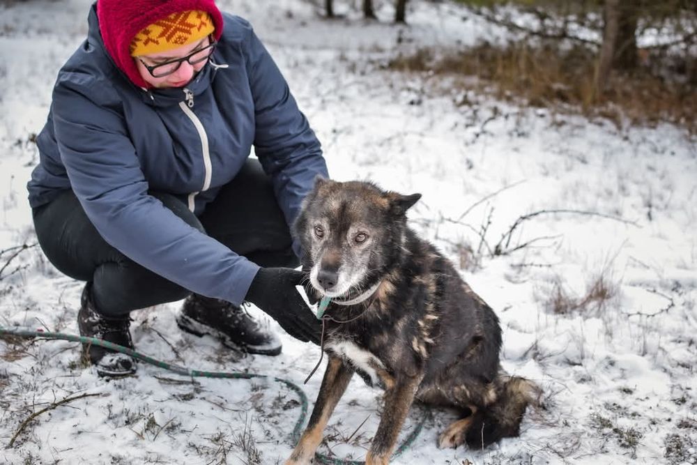 Staruszek szuka domu. Pokochaj Geralda