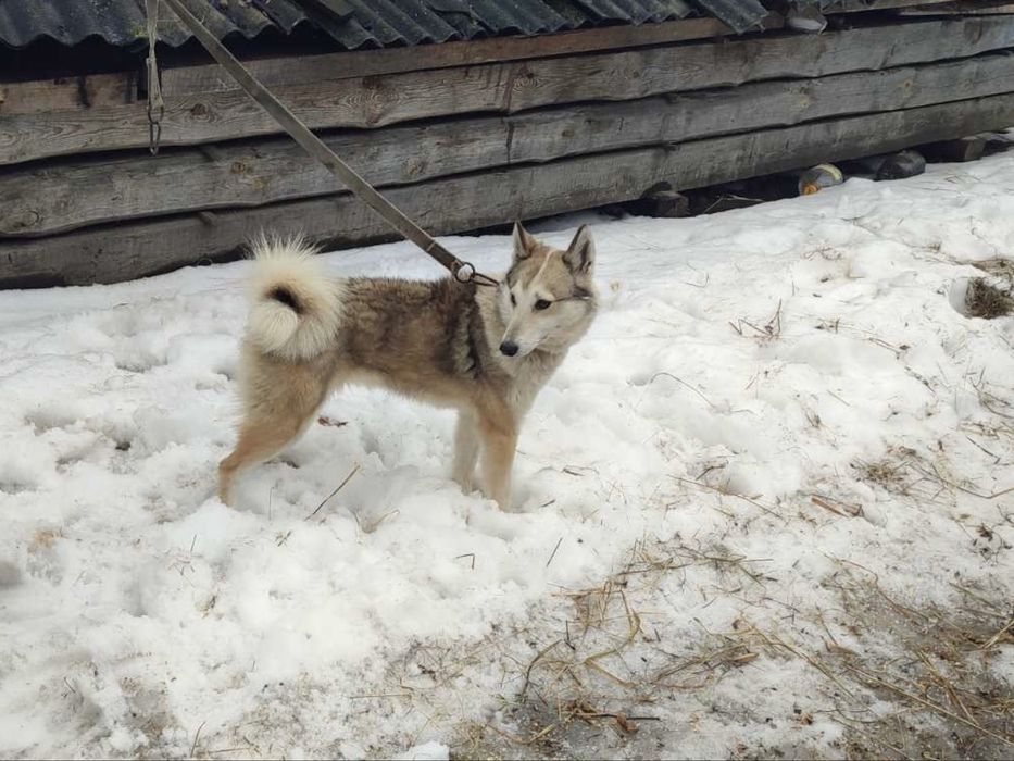 Західносибірська лайка