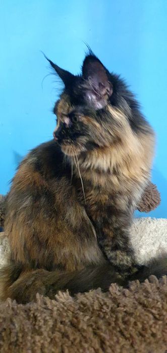 МСО Мейн-кун  дівчинка