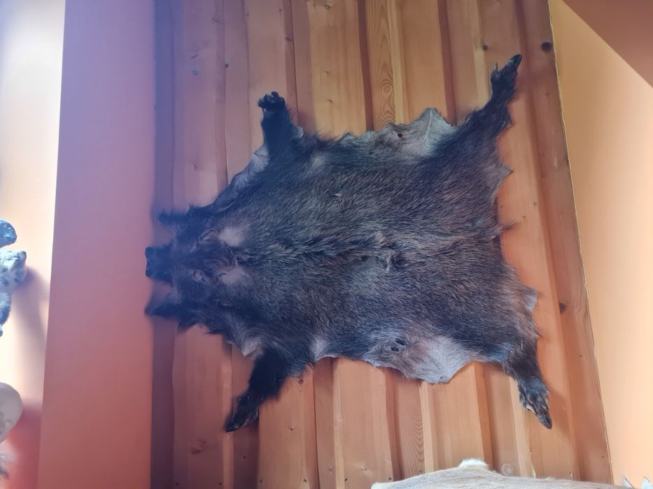 Skóra z dzika wyprawiona