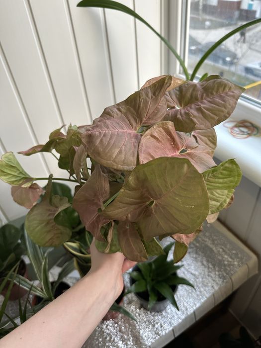 Кімнатні квіти рослини