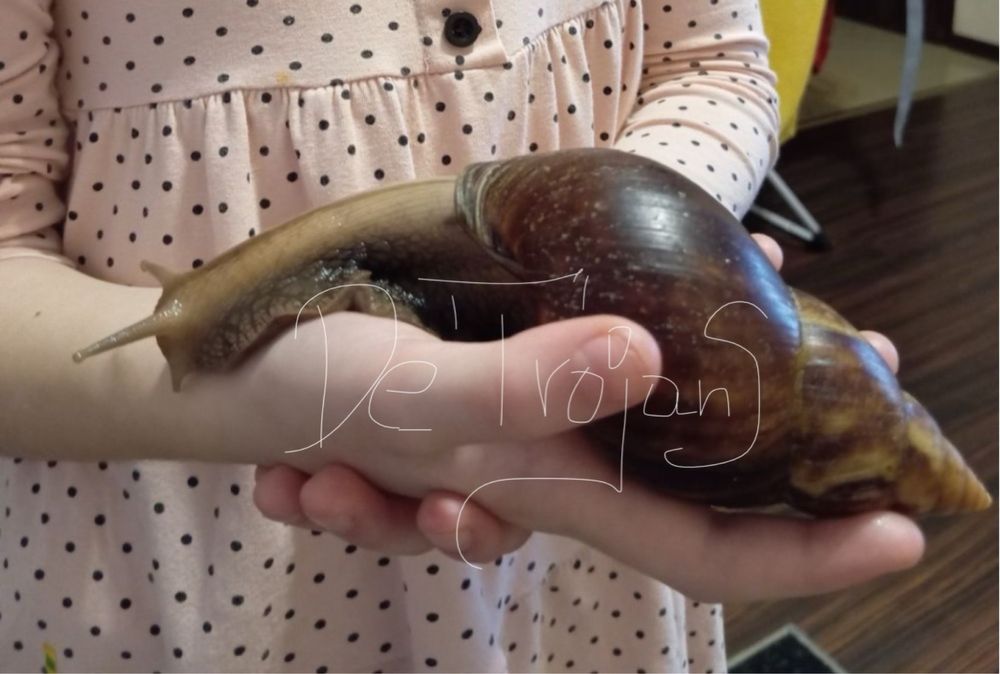 Ślimak Afrykanski • XXXL ‼️.Pasjonaty Miłiośnika Alergika Obserwatoram