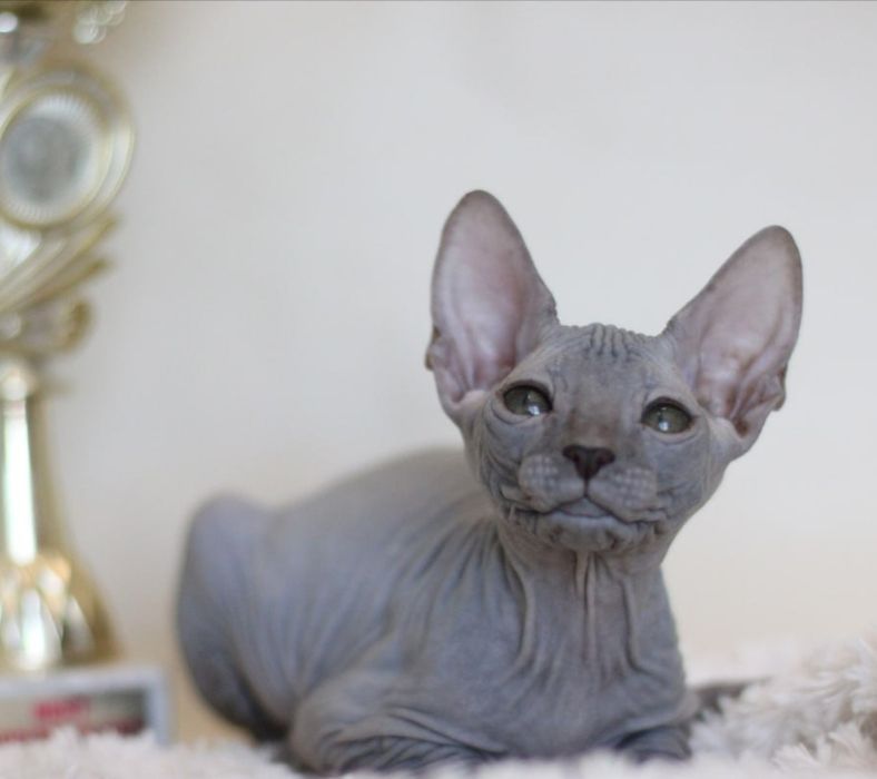 Кошеня Донського сфінкса