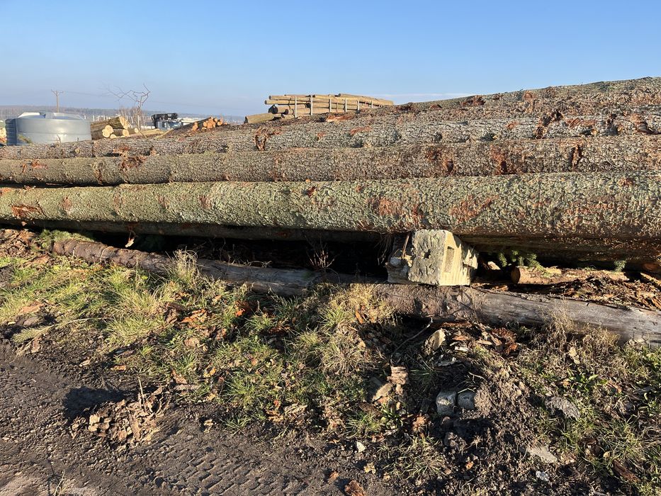 Daglezja tartaczna transport