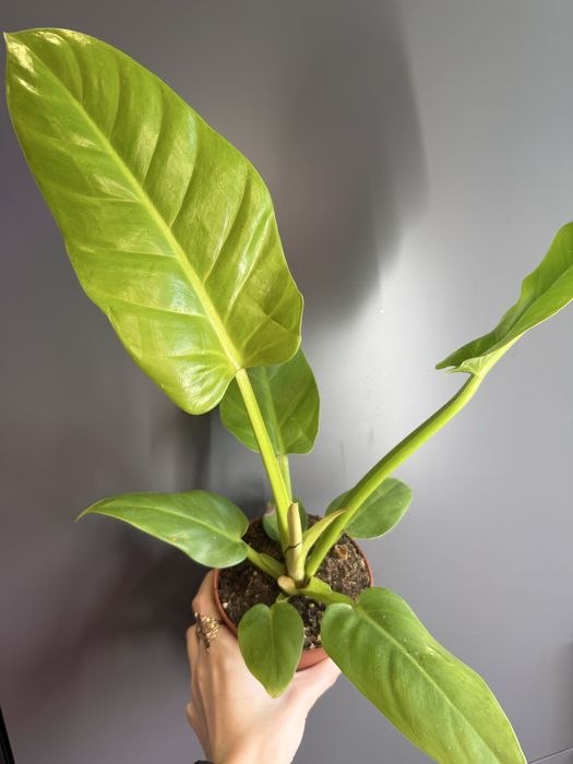 Продам Філодендрон Біллітай, melinonii, імперіал грін, міканс, малай