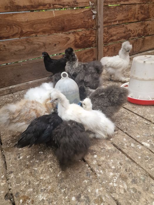 Kurczęta  ayam cemani silka sebrytki chabo