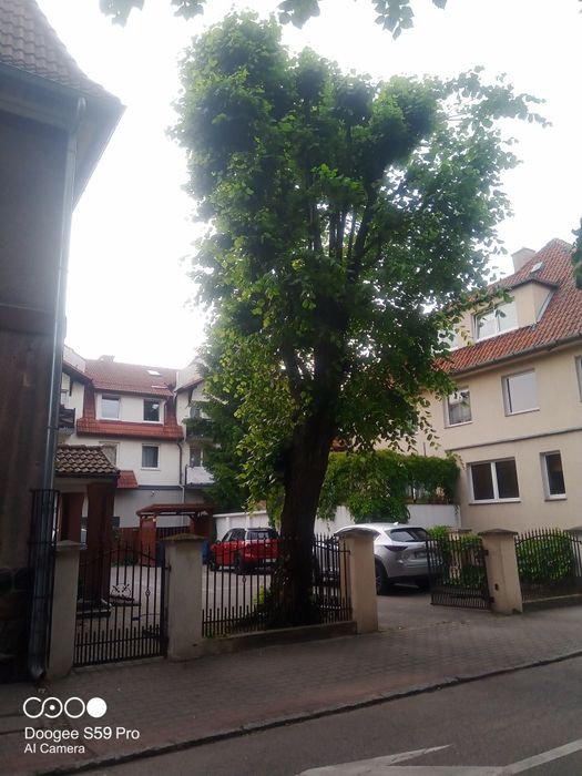 Wycinka drzew, pielegnacja, cięcie, usuwanie wywrotów