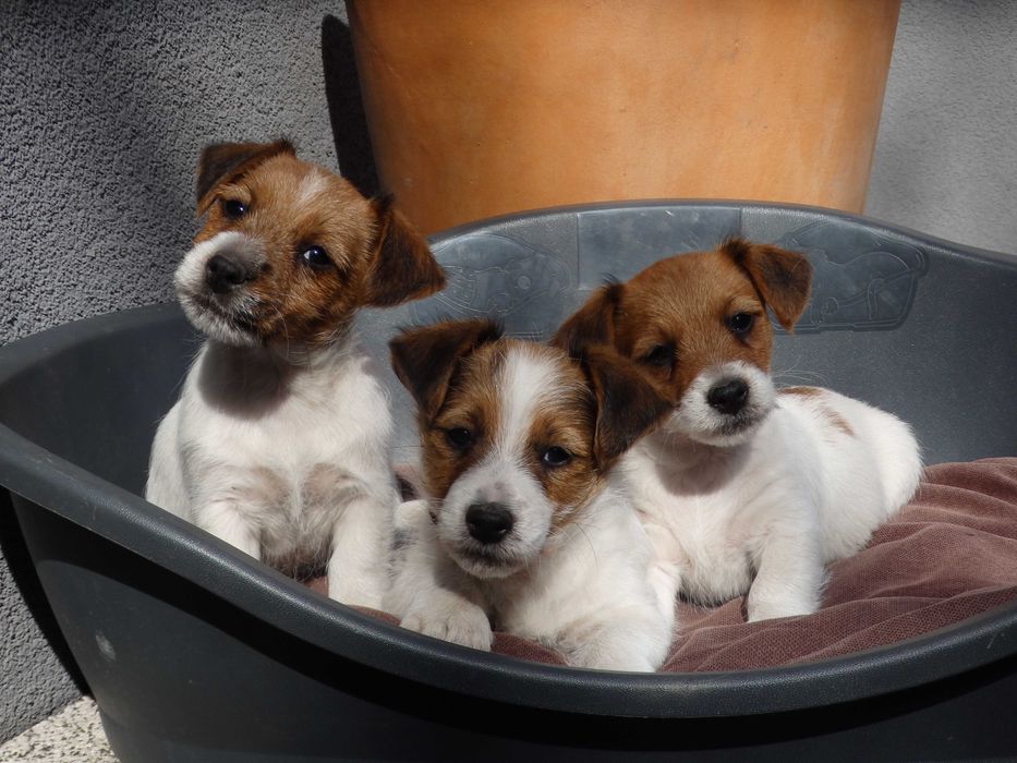 Jack Russell Terrier # YARA Smartie Jacks # broken haired female