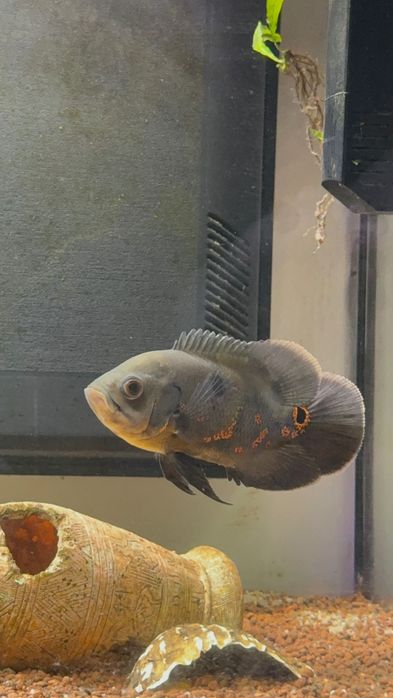 Peixe Óscar para venda