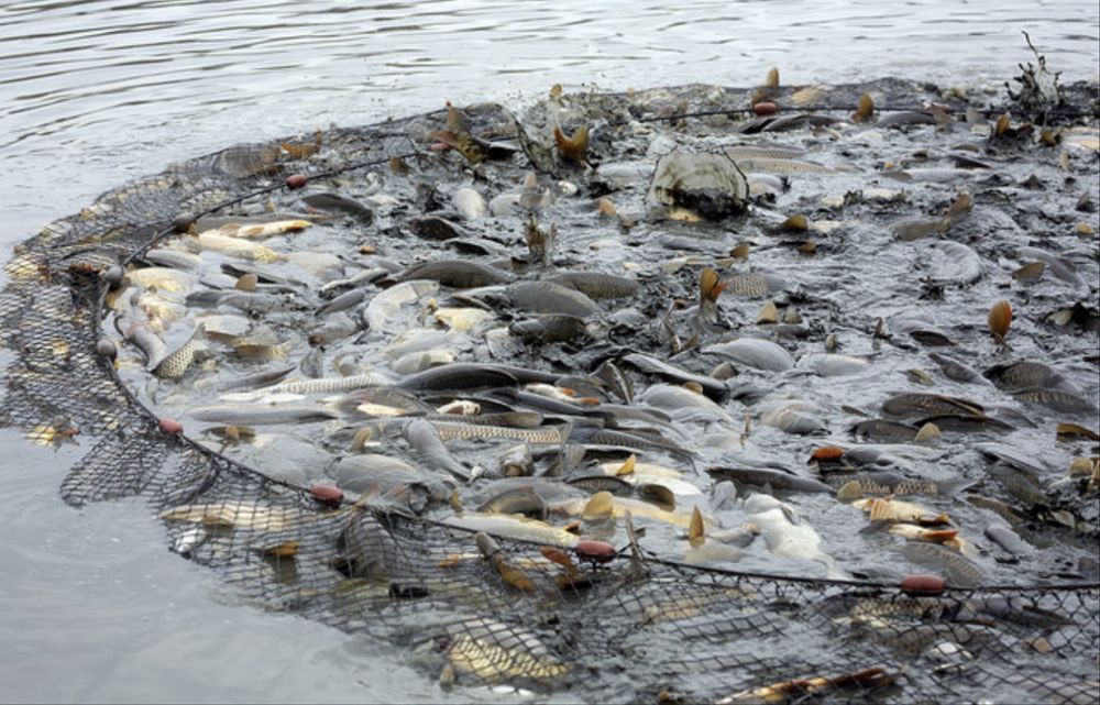 Ryby do stawu (karp, amur, lin, szczupak, sum, jesiotr)