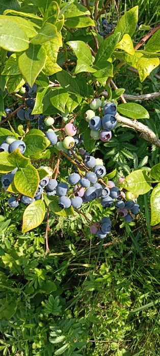 Borówka amerykańska bez żadnych oprysków