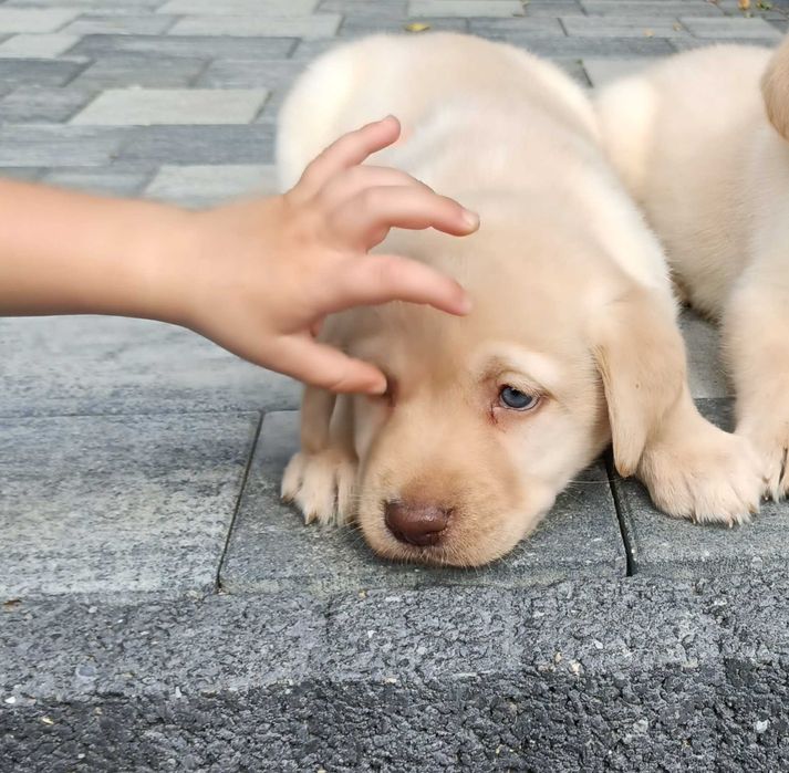Piękny szczeniak Labrador Retriever