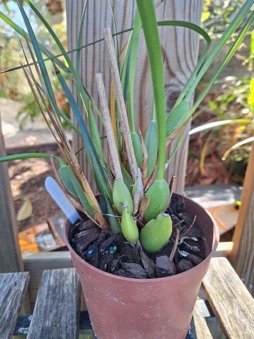 Maxillaria tenuifolia