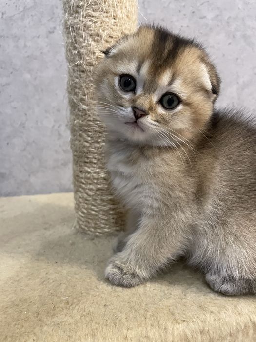 Шотландські кошенята, золота шиншила, скотіш фолд