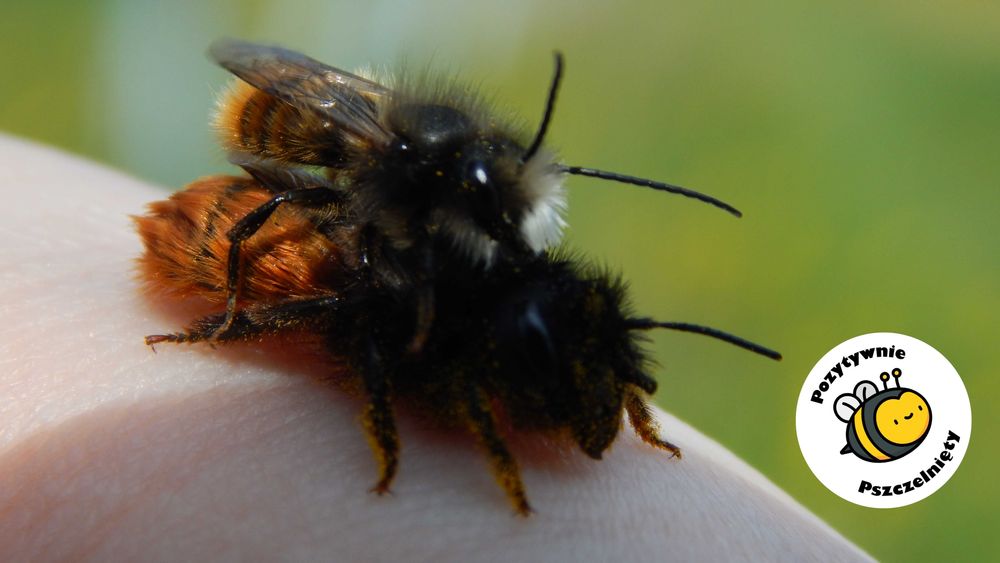 MURARKA ROGATA + 10% gratis