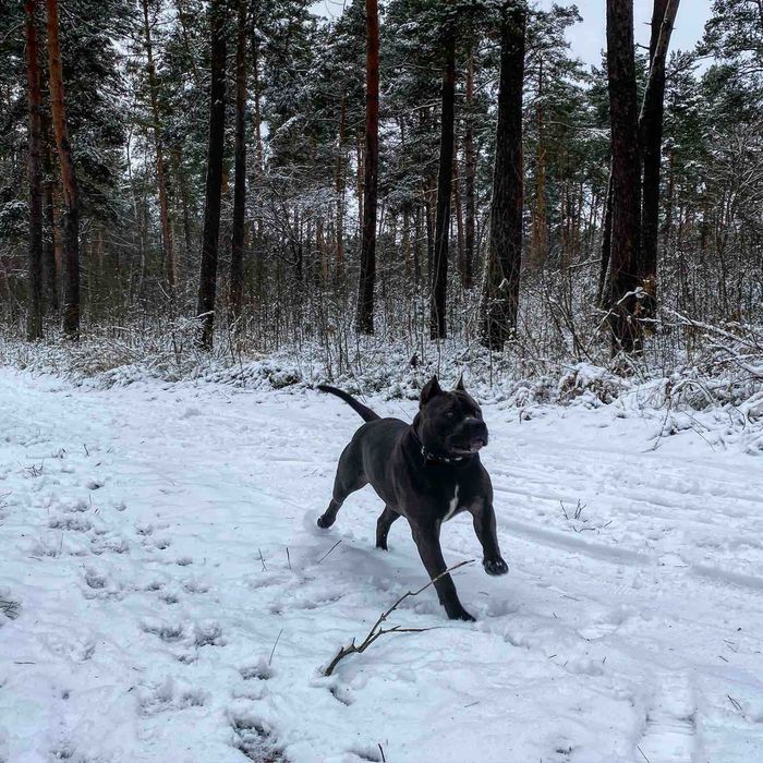 Ам-стаф случка . Родословний .