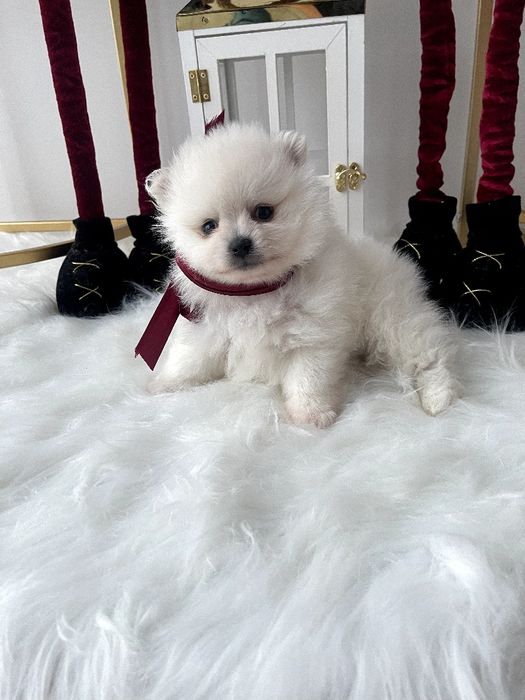 Померанські шпіци  ваш найкращий подарунок літа