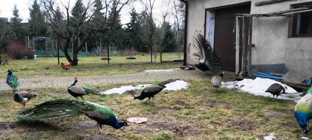 Na sprzedaż piękne pawie