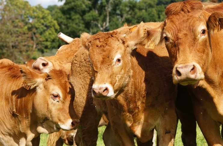 cielaki cieleta odchów  bez biegunek bez problemów opasy hf