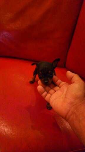 Pinscher super miniatura MACHO
