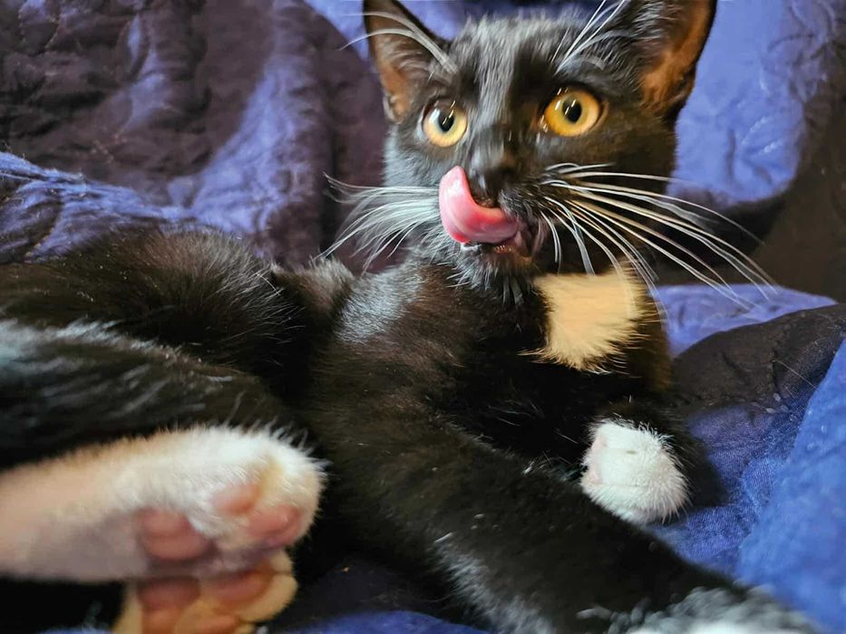 Cola i Whiskey śliczne kotki do adopcji