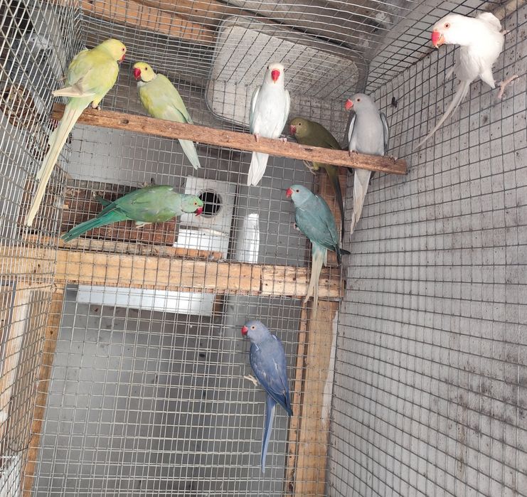 Ring necks novos, adultos e criados a mão