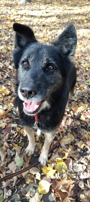 Mądry i uroczy Zandi- adoptuj niechcianego psa