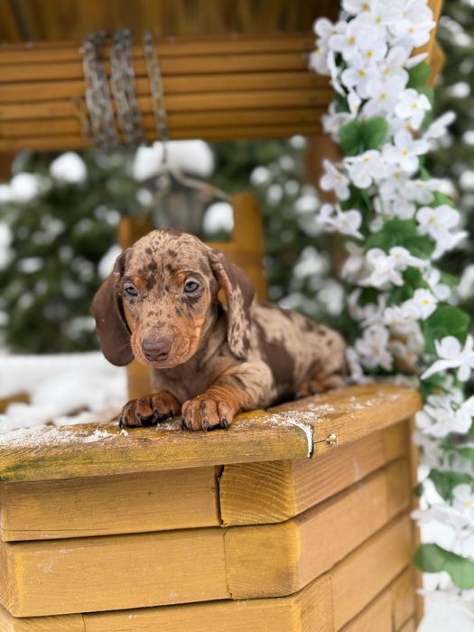 Piękny piesek jamnik miniaturka choco merle metryka wyprawka