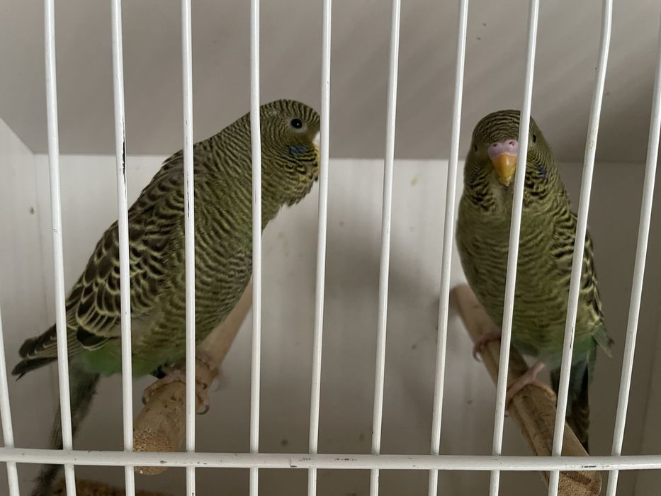 Periquitos blackface