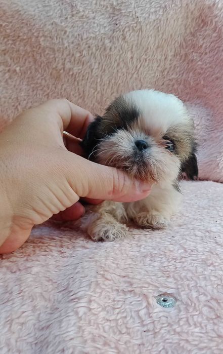 Shih-tzu fêmea mini com LOP